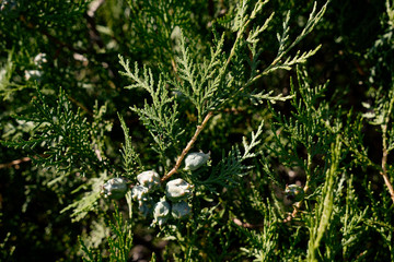 Platycladus orientalis - Morgenländische Lebensbaum