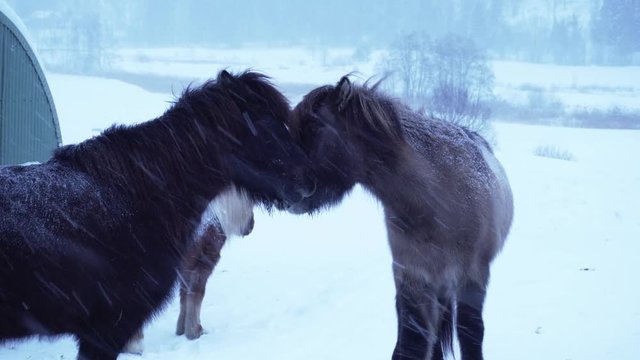 Horses kissing each other showing love on cold blizzard in Norway.