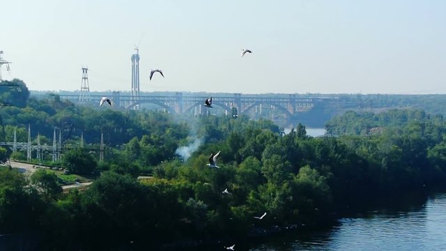 Gulls fly above Dnipro river in Zaporizhia