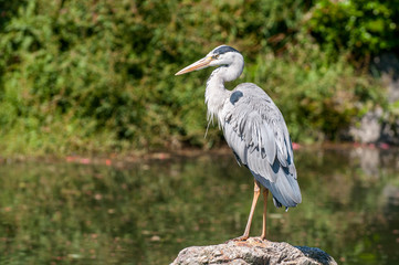 A grey heron (Ardea cinerea) posing on a stone above the pond at Maruyama Park (Maruyama Koen) Higashiyama district in Kyoto, Japan.
