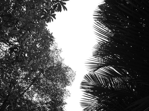 black and white silhouette tree