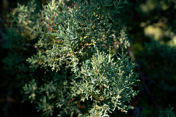 Cupressus sempervirens - Mittelmeerzypresse