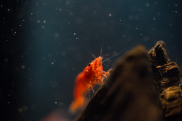 Red shrimp in the aquarium