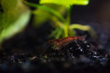 Red shrimp in the aquarium