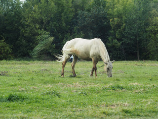 Obraz na płótnie Canvas White horse grazing on a pasture
