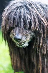 Hund