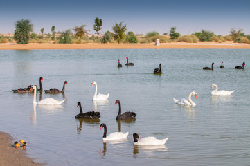 Wild birds at new Al Qudra Lakes desert oasis, a manmade system of lakes and ponds , in Dubai...
