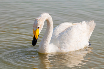 Obraz premium Whooper Swan (Cygnus cygnus) swimming at an oasis lagoon Al Qudra Lakes in the desert in the United Arab Emirates in Arabia.