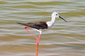 The black winged stilt, common stilt, or pied stilt (Himantopus himantopus) at an oasis lagoon Al...