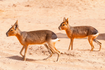The Patagonian mara (Dolichotis patagonum) oasis lagoon Al Qudra Lakes in the desert in the United Arab Emirates in Arabia.