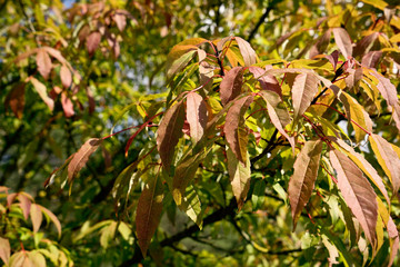Acer komarovii, Acer tschonoski