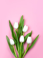 Delicate white tulips on pink background. Postcard