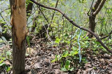 Laces on the wire in the woods, as a symbol of human intervention in the formation of the...