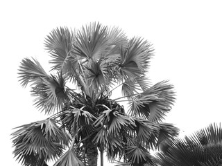 black and white palm tree Silhouette