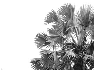 black and white palm tree