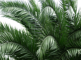 palm leaf tree in park