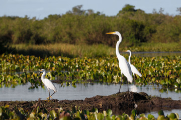 Great egrets and Snowy egret standing in river