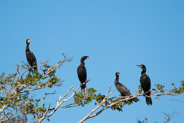 Cormorants in tree