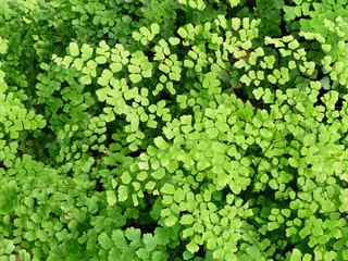 Closeup to a Black Maidenhair fern (Adiantum capillus-veneris)