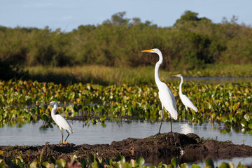 Great egrets and Snowy egret standing in river