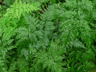 great green bush of fern in the forest