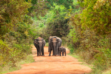 Asian or Asiatic elephants (Elephas maximus) family cross the road in Yala National Park, Sri Lanka.