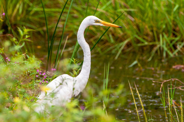 The great egret (Ardea alba), also known as the common egret, large egret or great white heron...