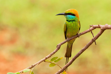 Little green bee eater (merops orientalis), Yala National Park, Sri Lanka, Asia.