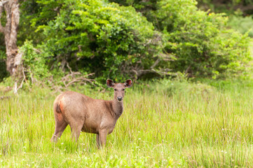 Naklejka na ściany i meble Sri Lankan sambar deer (Rusa unicolor unicolor) Yala National Park, Sri Lanka, Asia.