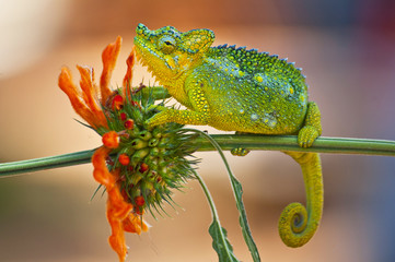 Trioceros hoehnelli, commonly known as von Hohnel's chameleon, and the helmeted or high casqued...