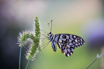 Beautiful common lime butterfly sitting on the flower plants in its natural habitat