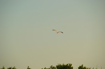 flying bird in the blue sky. flying pink flamingo