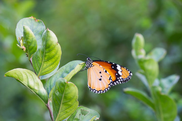 Beautiful Plain Tiger  butterfly sitting on the flower plant with a nice soft background in its natural habitat