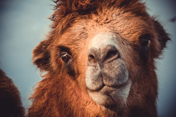 portrait of camel