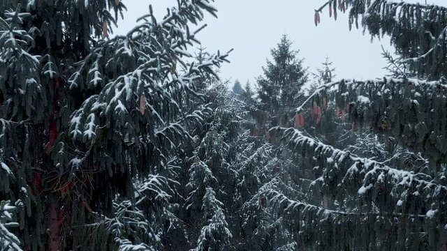Aerial drone shot of moving op in snowy pine trees. Epic shot of moody winter forest pine trees.