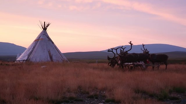 Reindeer  at the reindeer herders camp on the background of the sunrise. Yamal, Russia
