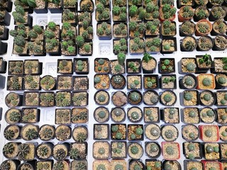 arrangement of the succulents or cactus succulents , overhead or top view