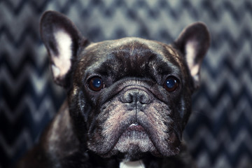 Black french bulldog home interior 