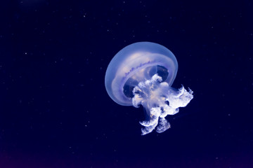 Naklejka na ściany i meble White glowing jellyfish medusa medusozoa swimming underwater in dark blue ocean water