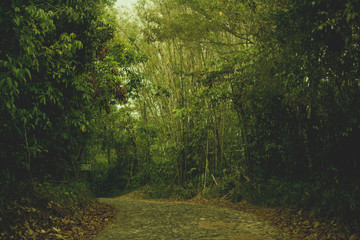 Fototapeta premium Bamboo Road in Guaramiranga - Ceará - Brasil