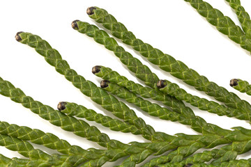 Closeup of the green twig of Thuja plicata the cypress family on white background. Thuja plicata...