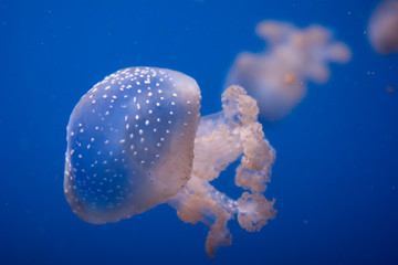 Transparent white medusa jellyfish medusozoa swimming underwater on light blue background
