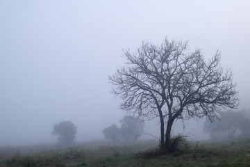 Trees in the morning mist , landscape background