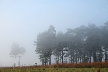 Obraz premium Trees in the morning mist , landscape background