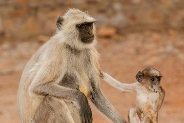 Gray langurs or Hanuman langurs, Ranthambhore National Park, India.