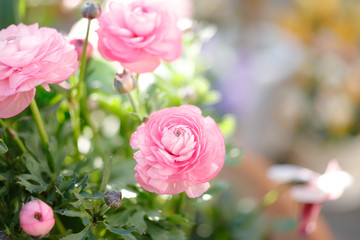 ラナンキュラス