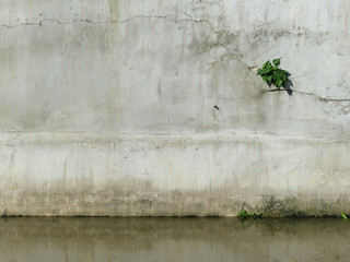 plant on wall with water