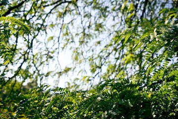 Gleditsia triacanthos - Lederhülsenbaum, Amerikanische Gleditschie