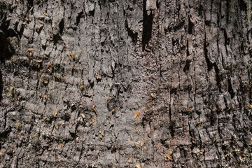 bark of a tree wood texture vintage