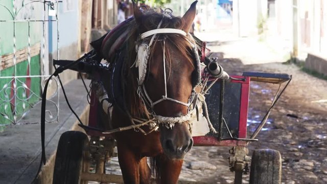 Horse pulled cart in Vinales, Cuba